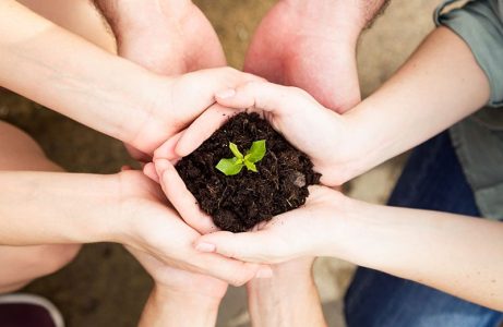 Close-up of hands of friends group holding a young plant. New life concept.